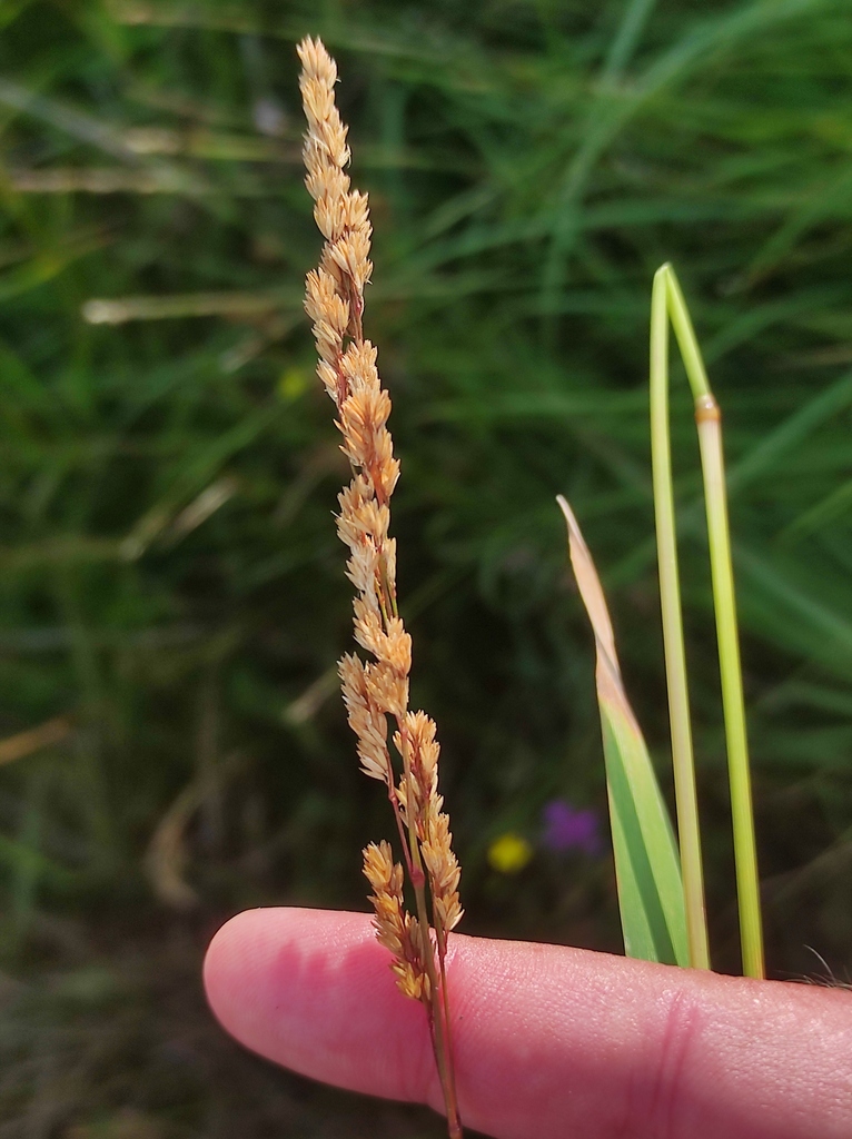 Agrostis juressi