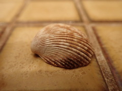 Dallocardia quadragenaria