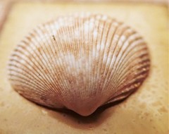 Dallocardia quadragenaria