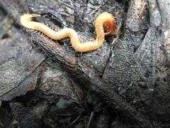 Dicellophilus limatus