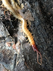 Dicellophilus limatus