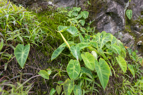 Remusatia pumila, photograph 3