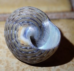 Calliostoma tricolor