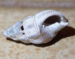 Nassarius mendicus