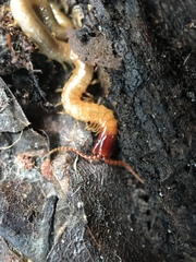 Dicellophilus limatus