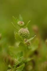 Centipeda minima minima