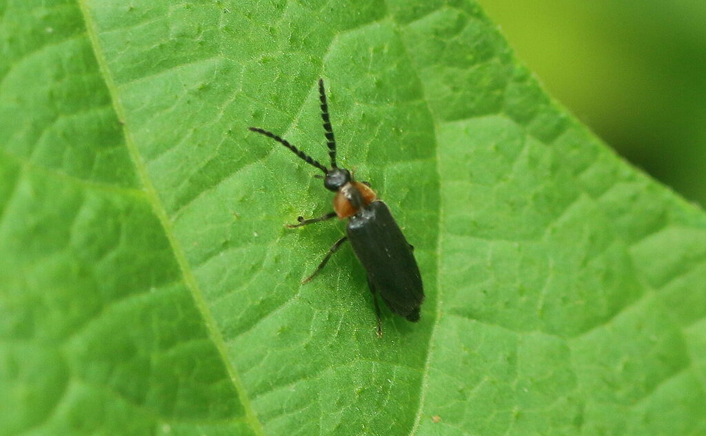 Ototretadrilus