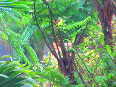 Myiozetetes granadensis