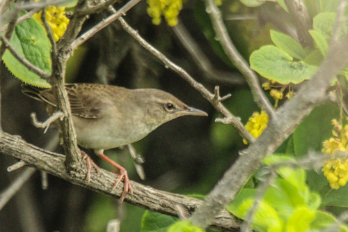 Styan's Grasshopper Warbler (Helopsaltes pleskei), photo 6