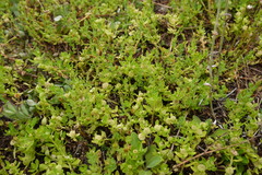 Centipeda minima minima