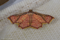 Enispa elataria