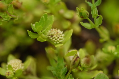 Centipeda minima minima