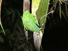 Typophyllum mortuifolium