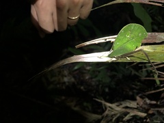 Typophyllum mortuifolium