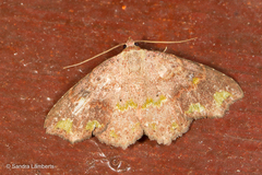 Laspeyria viridicincta