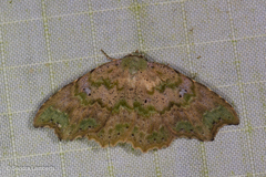 Laspeyria viridicincta