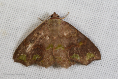 Laspeyria viridicincta