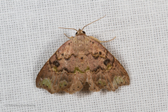 Laspeyria viridicincta