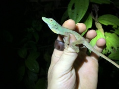 Anolis punctatus