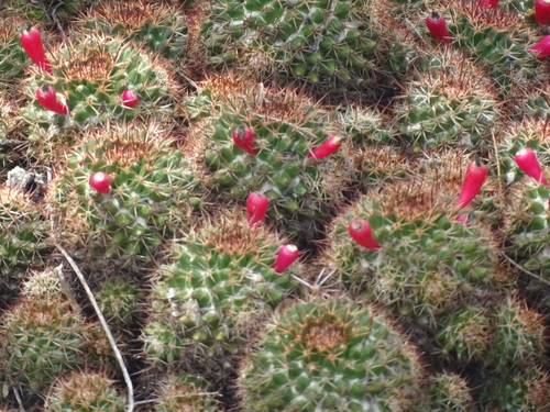Image of Mammillaria voburnensis by (c) Alexis López Hernández, some rights reserved (CC BY)