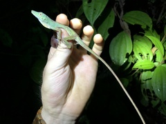 Anolis punctatus