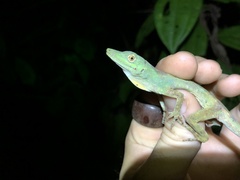 Anolis punctatus