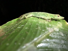 Anolis punctatus