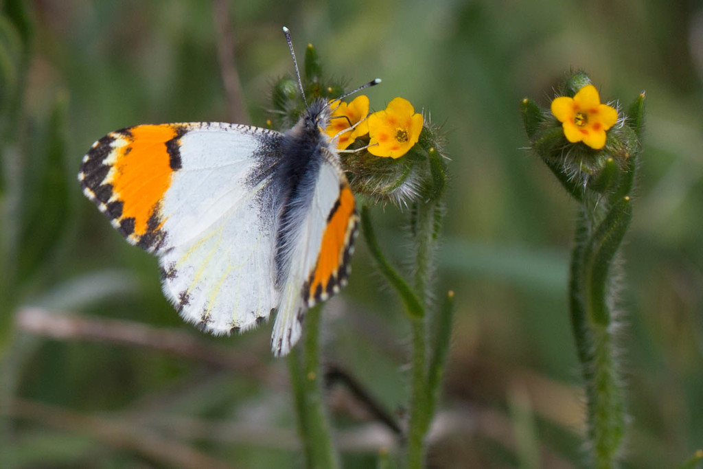 Sara Orangetip