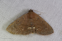 Nechesia albotentata