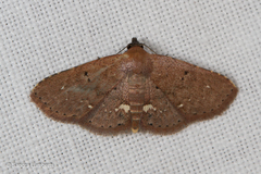 Nechesia albotentata