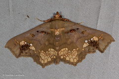 Lopharthrum comprimens