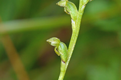 Microtis oligantha