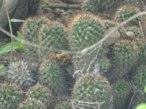 Image of Mammillaria voburnensis by (c) Alexis López Hernández, some rights reserved (CC BY)