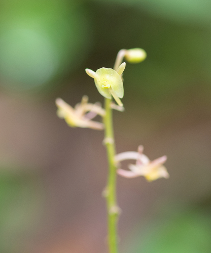 Crepidium acuminatum