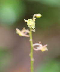Crepidium acuminatum