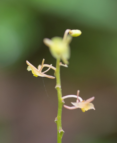 Crepidium acuminatum, photograph 1