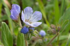 Phacelia divaricata
