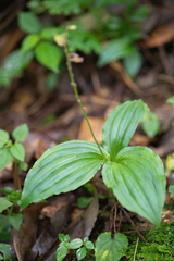 Crepidium acuminatum, photograph Morten Ross, CC BY, iNaturalist via GBIF
