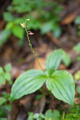 Crepidium acuminatum, photograph Morten Ross, CC BY, iNaturalist via GBIF