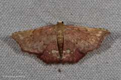 Enispa eosarialis