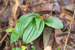 Crepidium acuminatum, photograph Morten Ross, CC BY, iNaturalist via GBIF