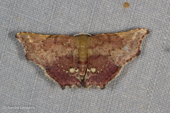 Enispa eosarialis