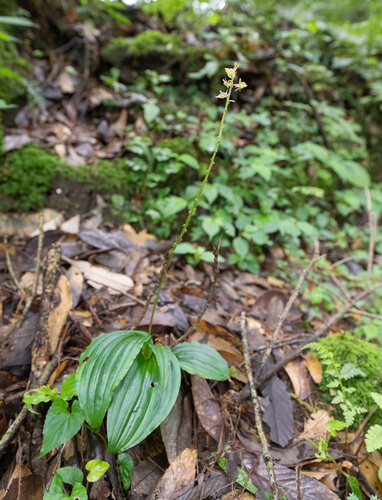 Crepidium acuminatum, photograph 5