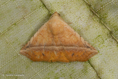 Eublemma crassiuscula