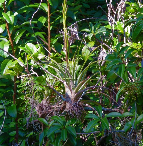 Tillandsia variabilis, photograph 2