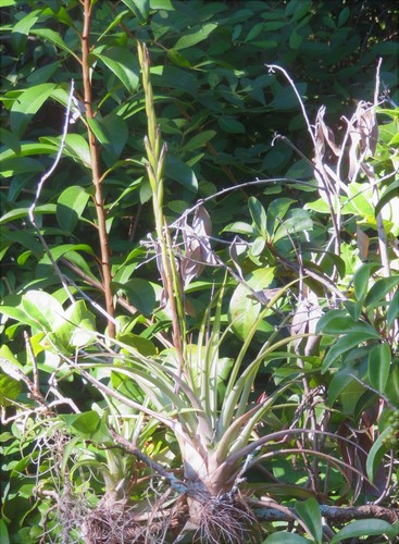 Tillandsia variabilis, photograph 3