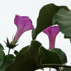 Ipomoea indica image