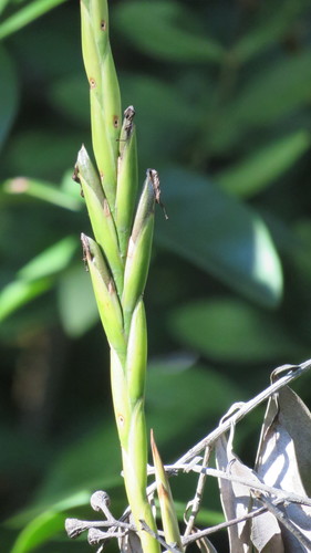 Tillandsia variabilis, photograph 4