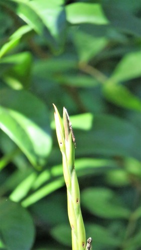 Tillandsia variabilis, photograph 5