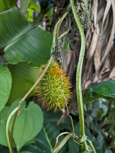 Momordica foetida